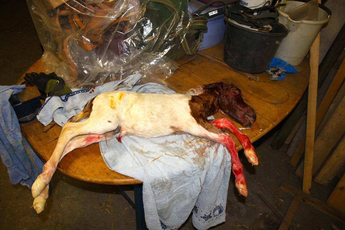 Miniature My Little Fellow - Hans anden side, så flot. Han var lagt op på bordet så vi kunne pakke ham ind i håndklæder <3 billede 11