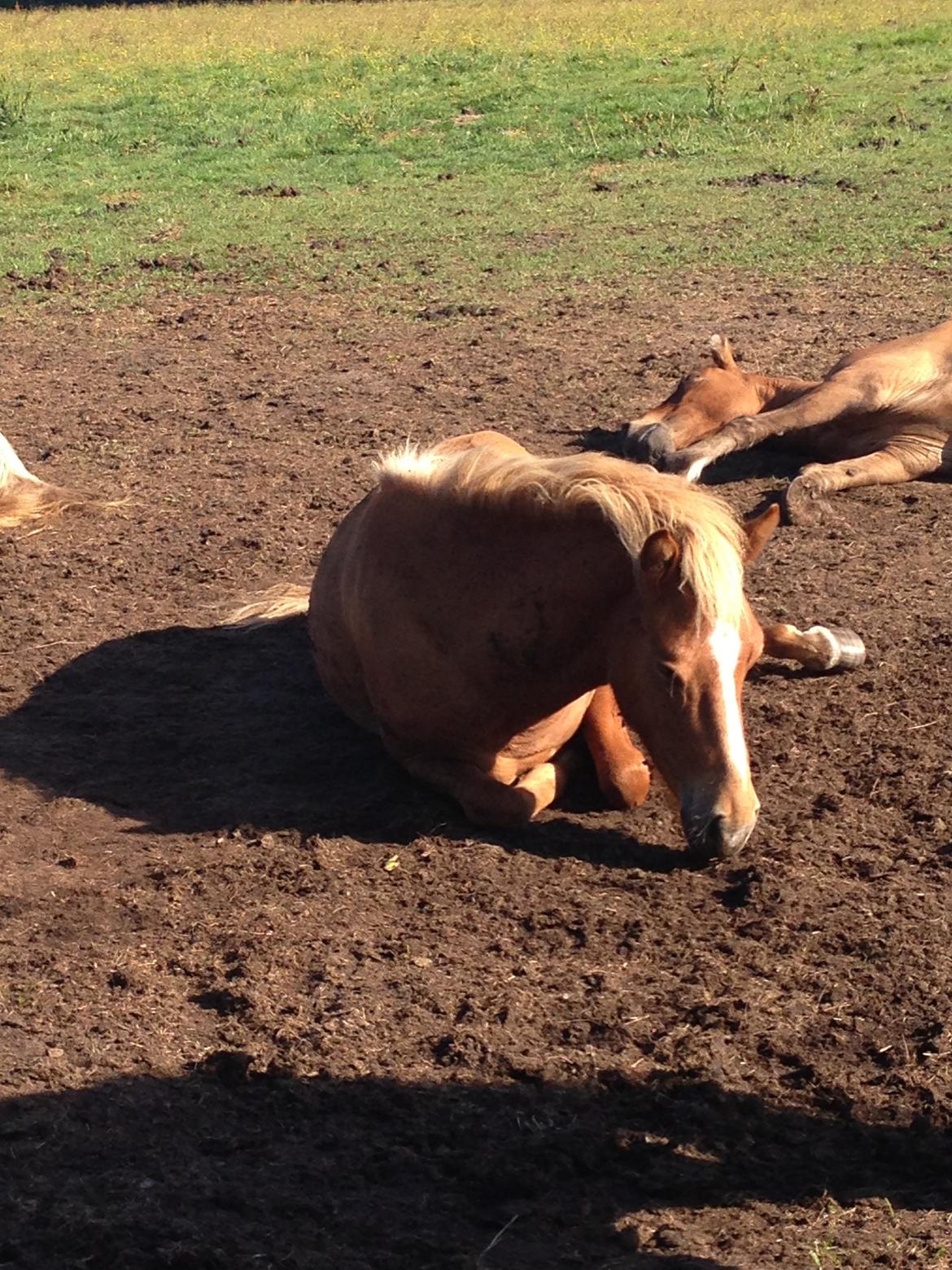 Islænder Steik Fra Ny Amtoftgaard billede 16