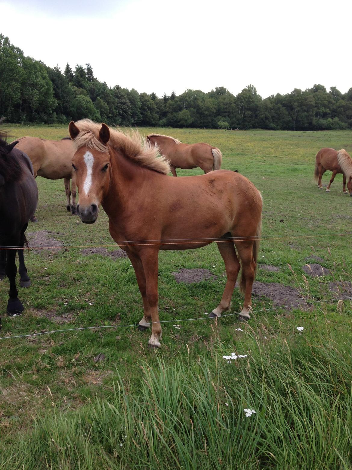 Islænder Steik Fra Ny Amtoftgaard billede 17