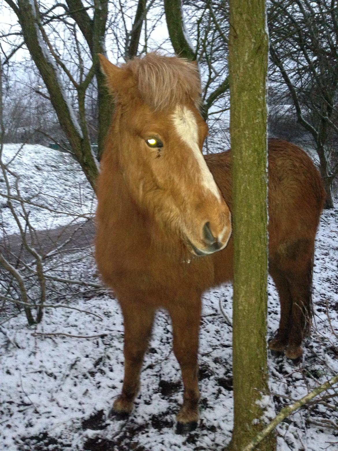 Islænder Steik Fra Ny Amtoftgaard billede 18
