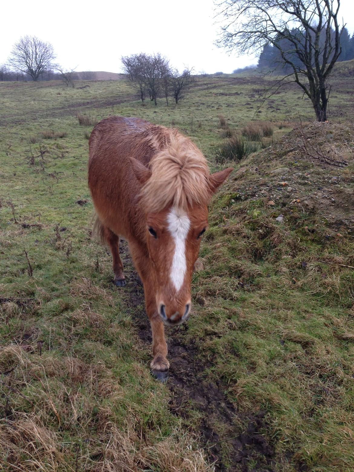 Islænder Steik Fra Ny Amtoftgaard billede 19