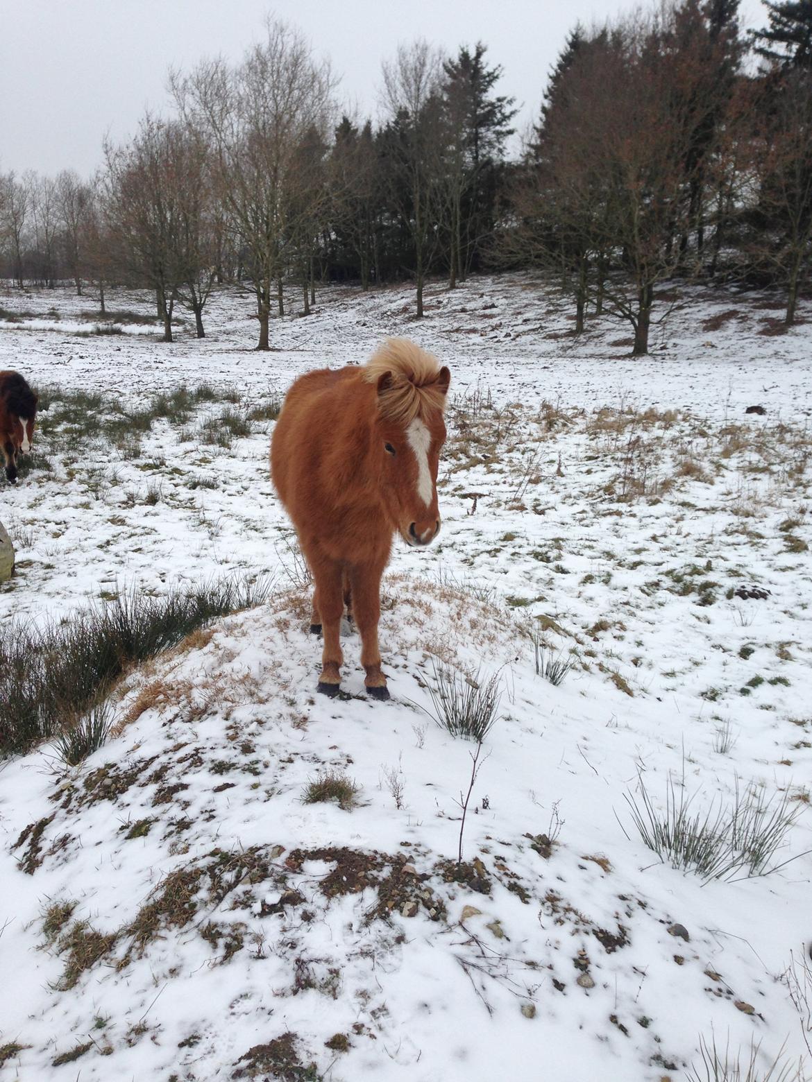Islænder Steik Fra Ny Amtoftgaard billede 20