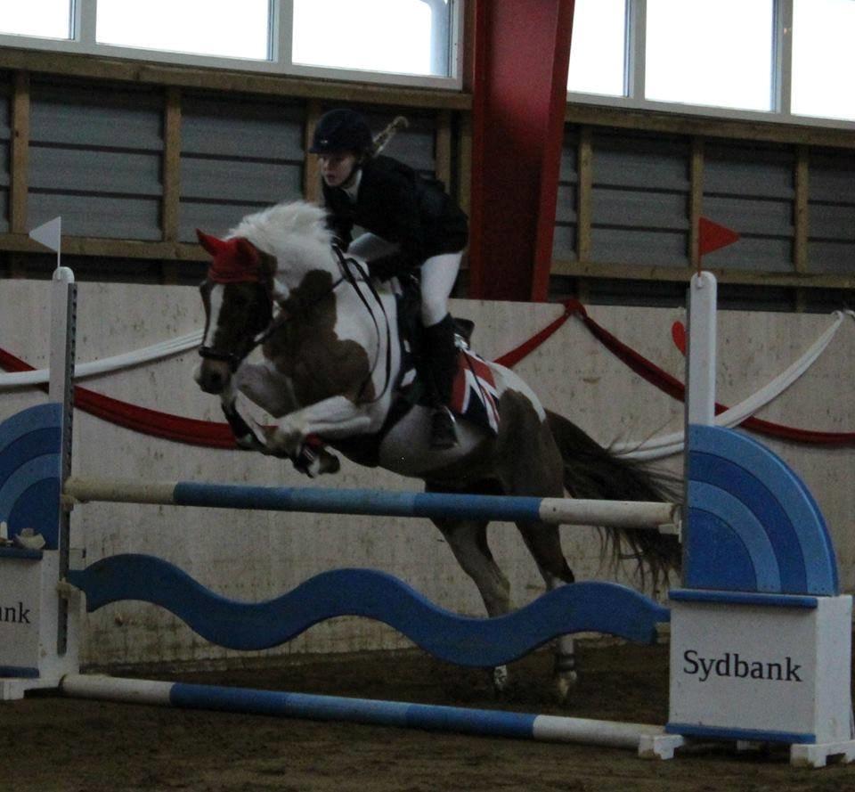 Hollandsk Sportspony SHARON - LA* Louiselund Rideklub. billede 14