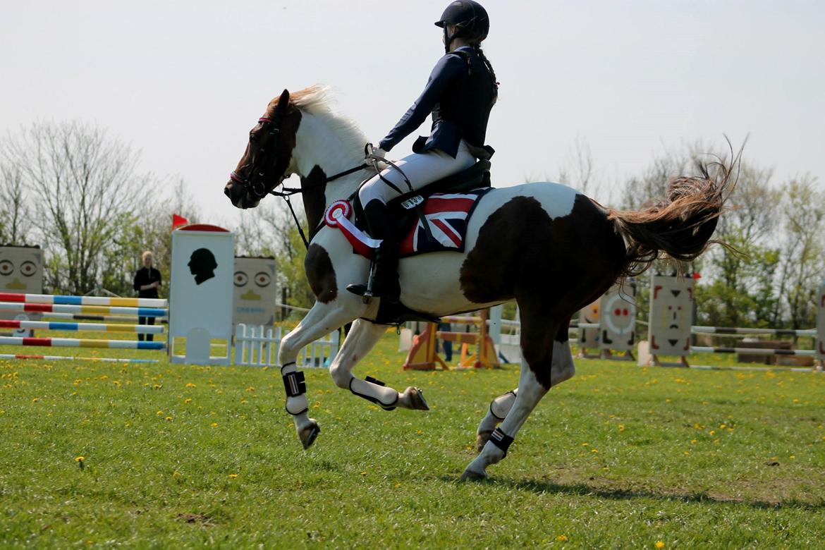 Hollandsk Sportspony SHARON - 1. plads i 3. LA! billede 3