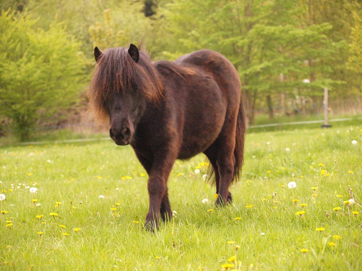 Shetlænder Silke Morsbøl billede 2