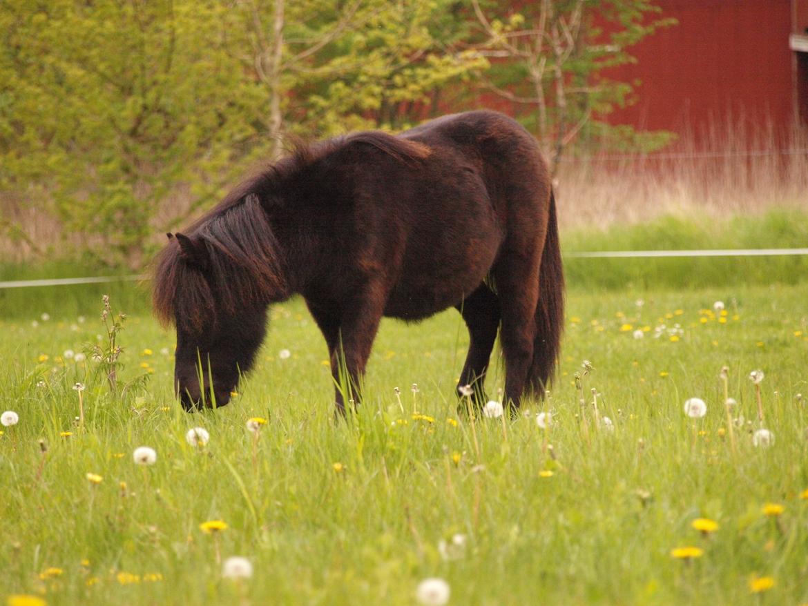 Shetlænder Silke Morsbøl billede 3