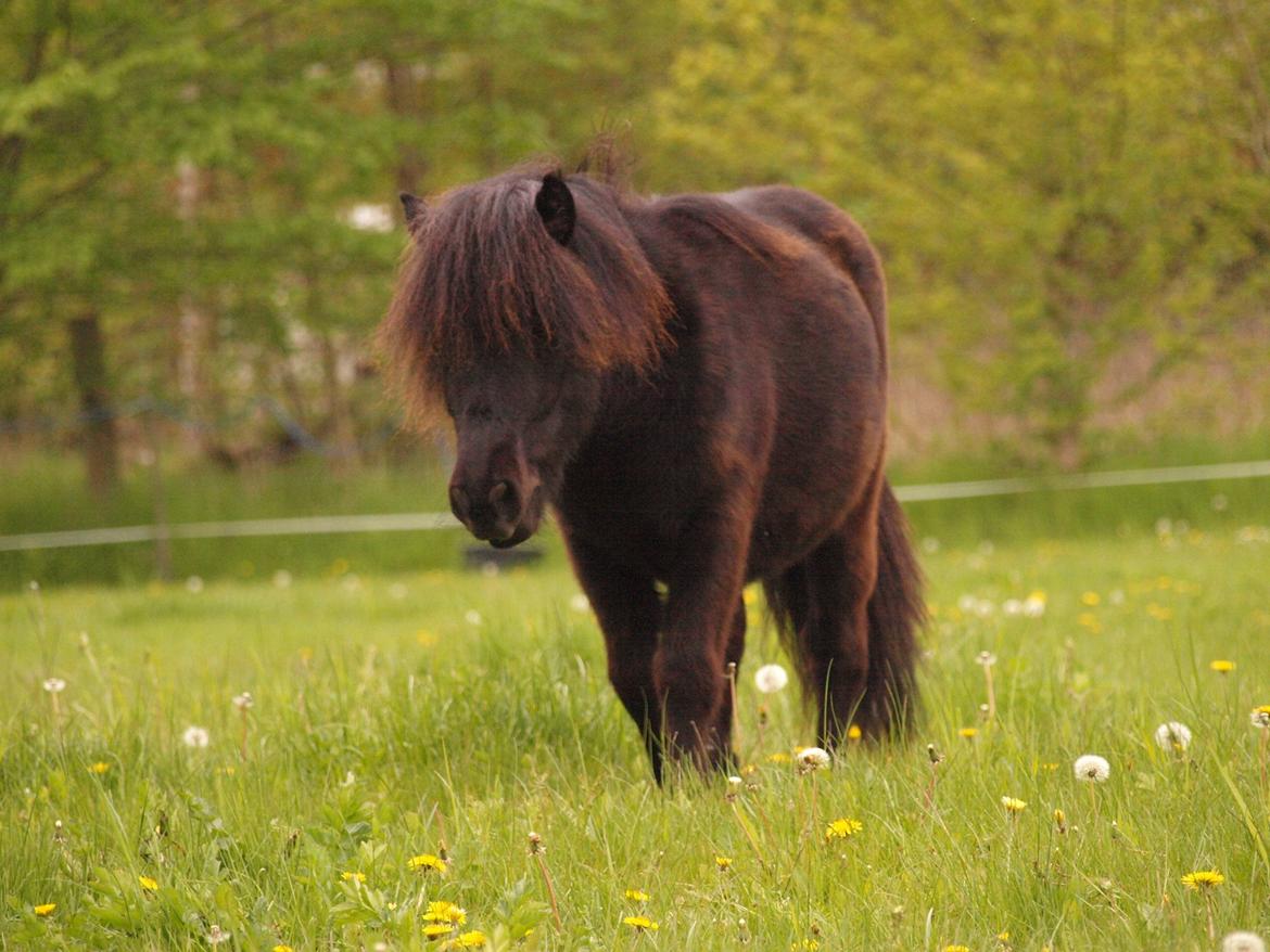 Shetlænder Silke Morsbøl billede 4