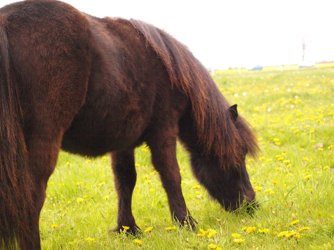 Shetlænder Silke Morsbøl billede 5