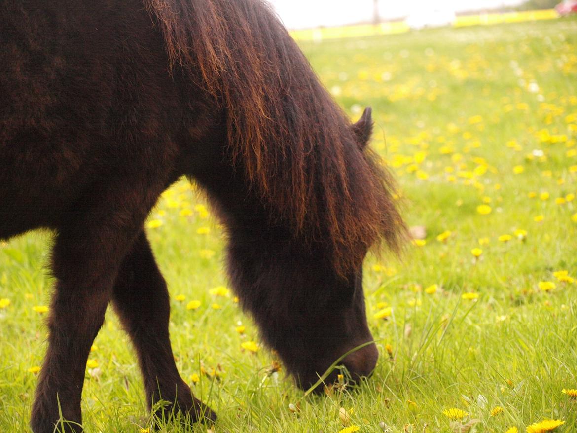 Shetlænder Silke Morsbøl billede 6
