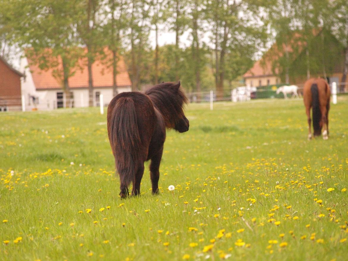 Shetlænder Silke Morsbøl billede 7