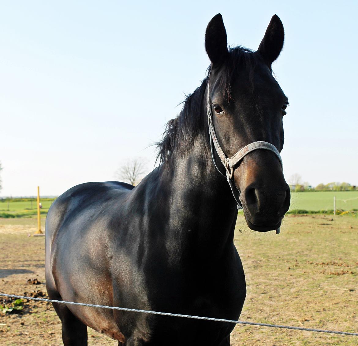 New Forest monica søblink<3 (solgt):'( billede 29