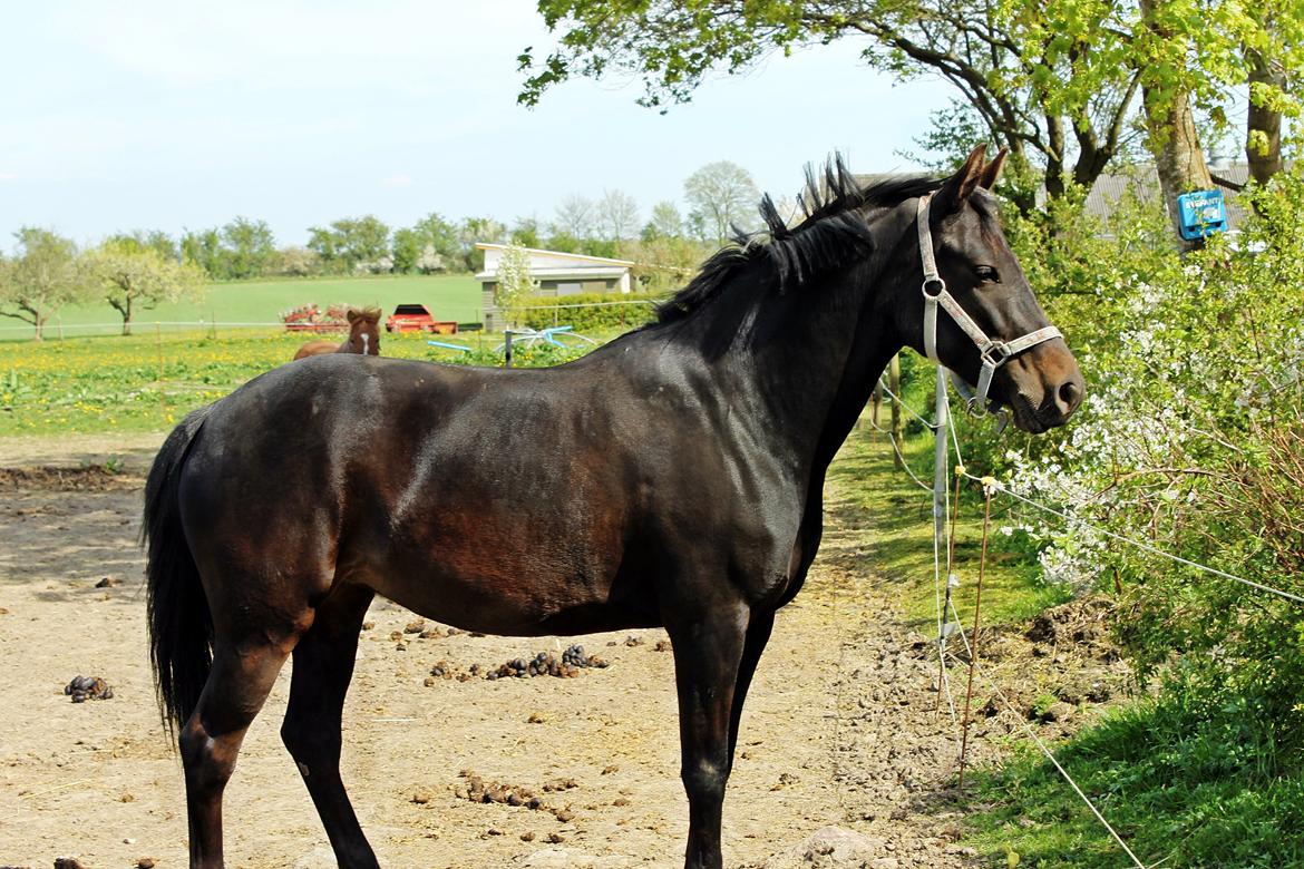 New Forest monica søblink<3 (solgt):'( billede 31