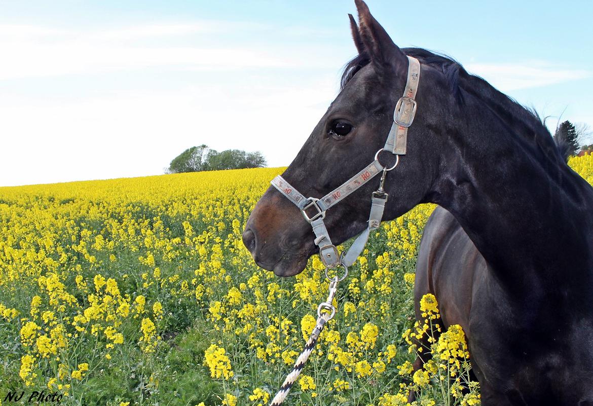 New Forest monica søblink<3 (solgt):'( billede 32