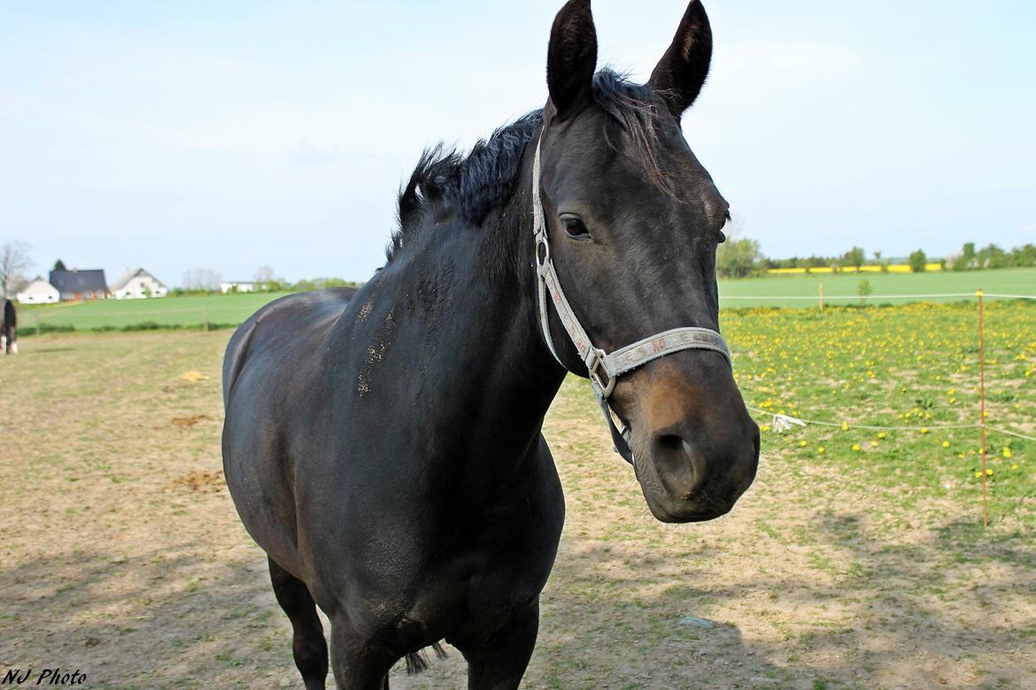 New Forest monica søblink<3 (solgt):'( billede 33