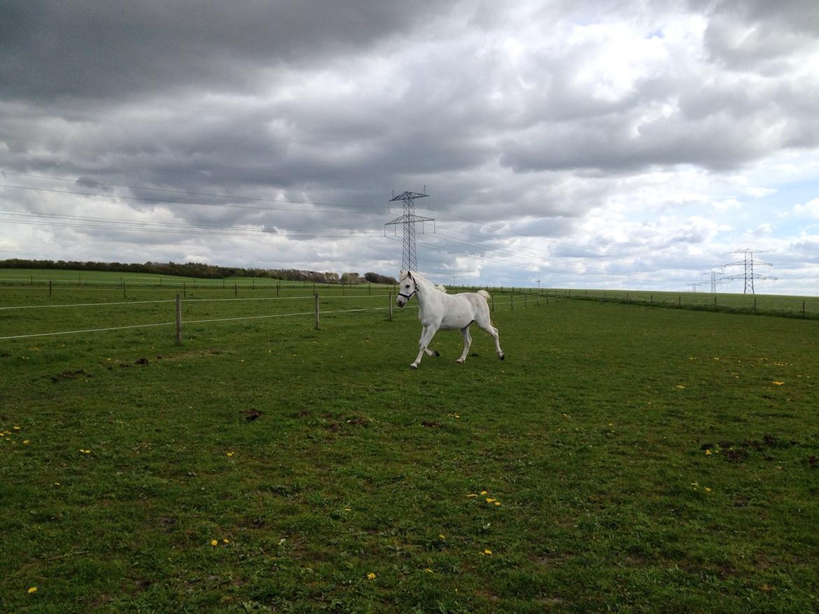 Anden særlig race Turgon billede 9