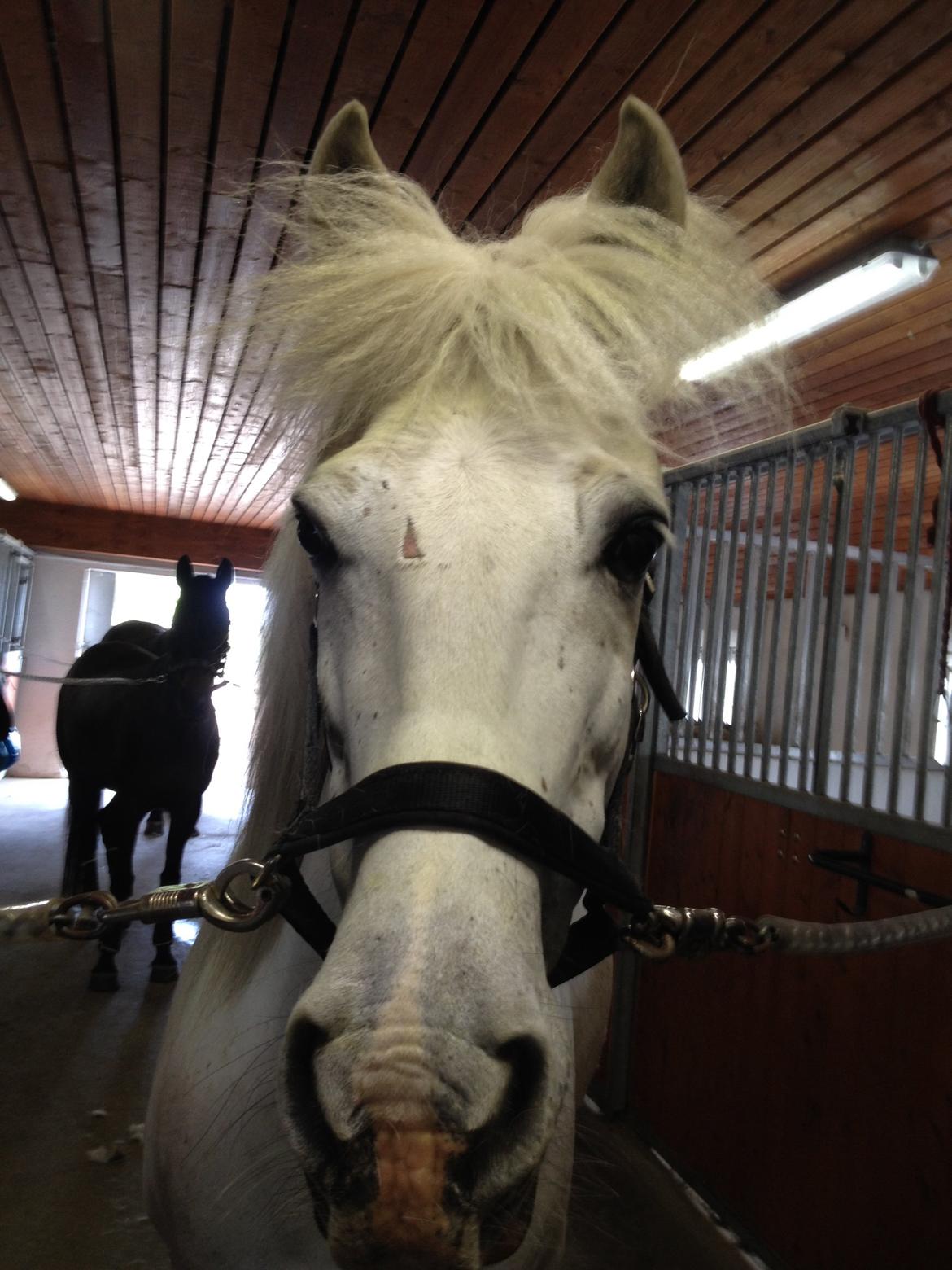 Anden særlig race Turgon - Tocker-Rocker billede 17
