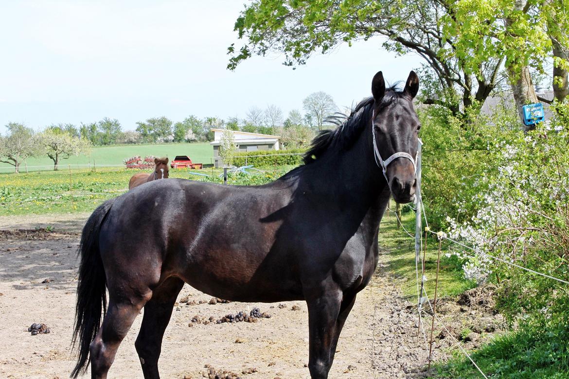 New Forest monica søblink<3 (solgt):'( billede 30