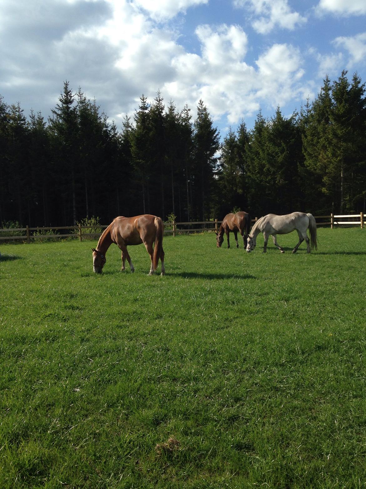 Frederiksborg Egevang's C'lea  billede 13