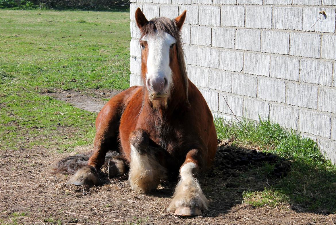 Irish Cob Troelsegaardens Caffrey (Joey) - 28/04-14 billede 25