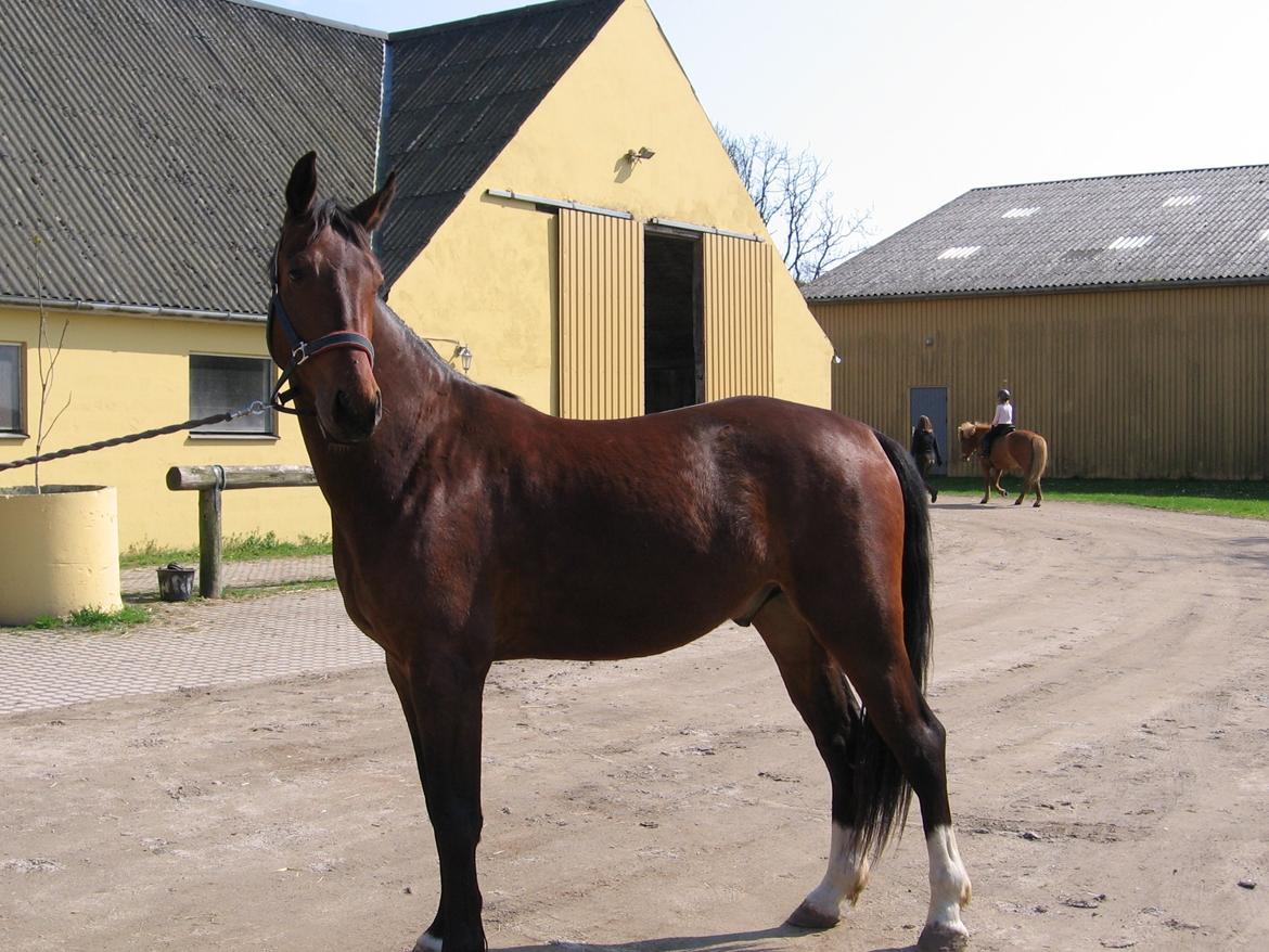 Oldenborg Muhlegaardens Viktor - Viktor ser tilbage :P billede 3