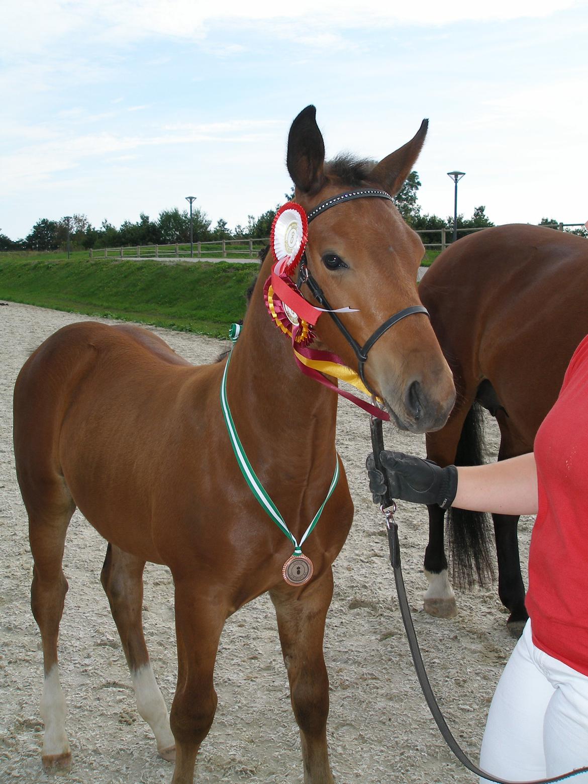 Oldenborg Muhlegaardens Viktor - Viktor til følkåring. billede 1