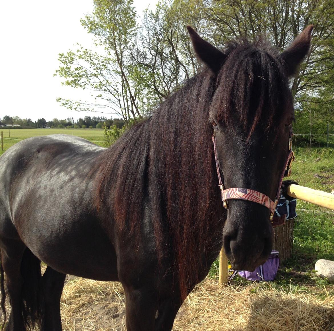 Fell pony Ellegaards Donna billede 17