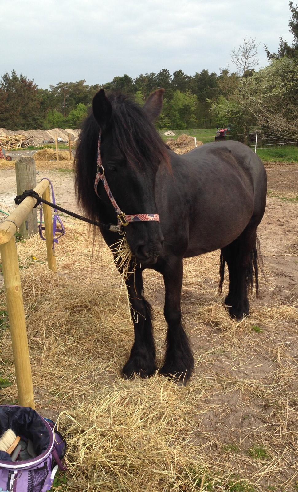 Fell pony Ellegaards Donna billede 18