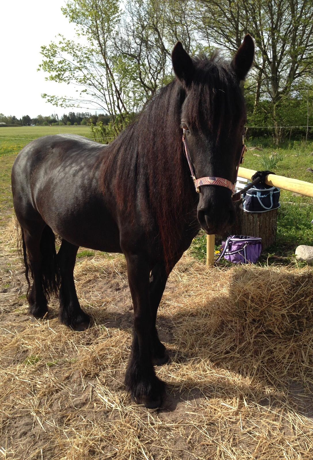 Fell pony Ellegaards Donna billede 19