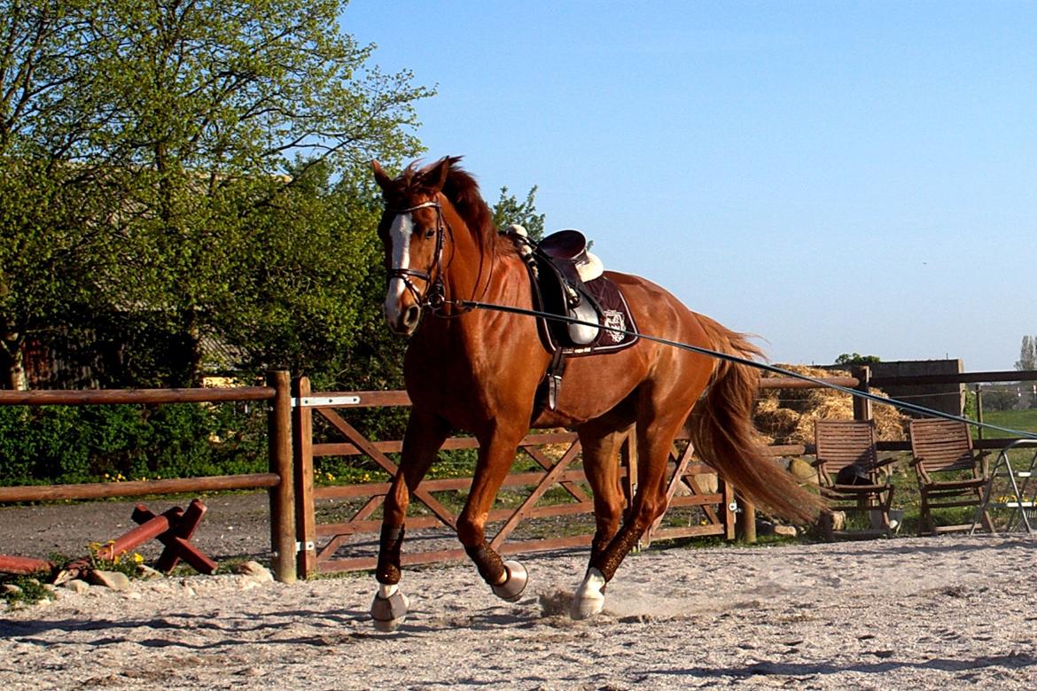 Dansk Varmblod Wegas*R.I.P* billede 7