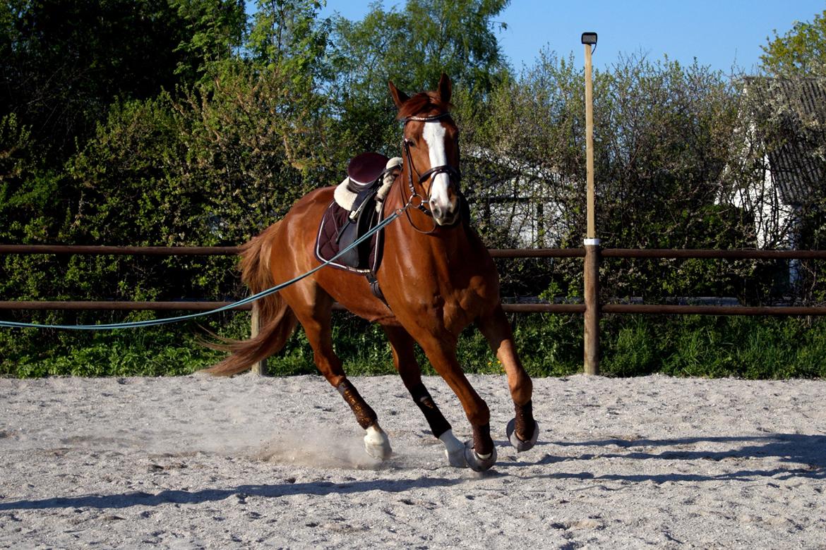 Dansk Varmblod Wegas*R.I.P* billede 16