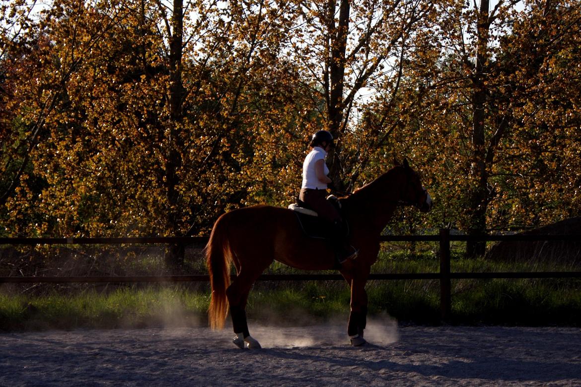 Dansk Varmblod Wegas*R.I.P* billede 19