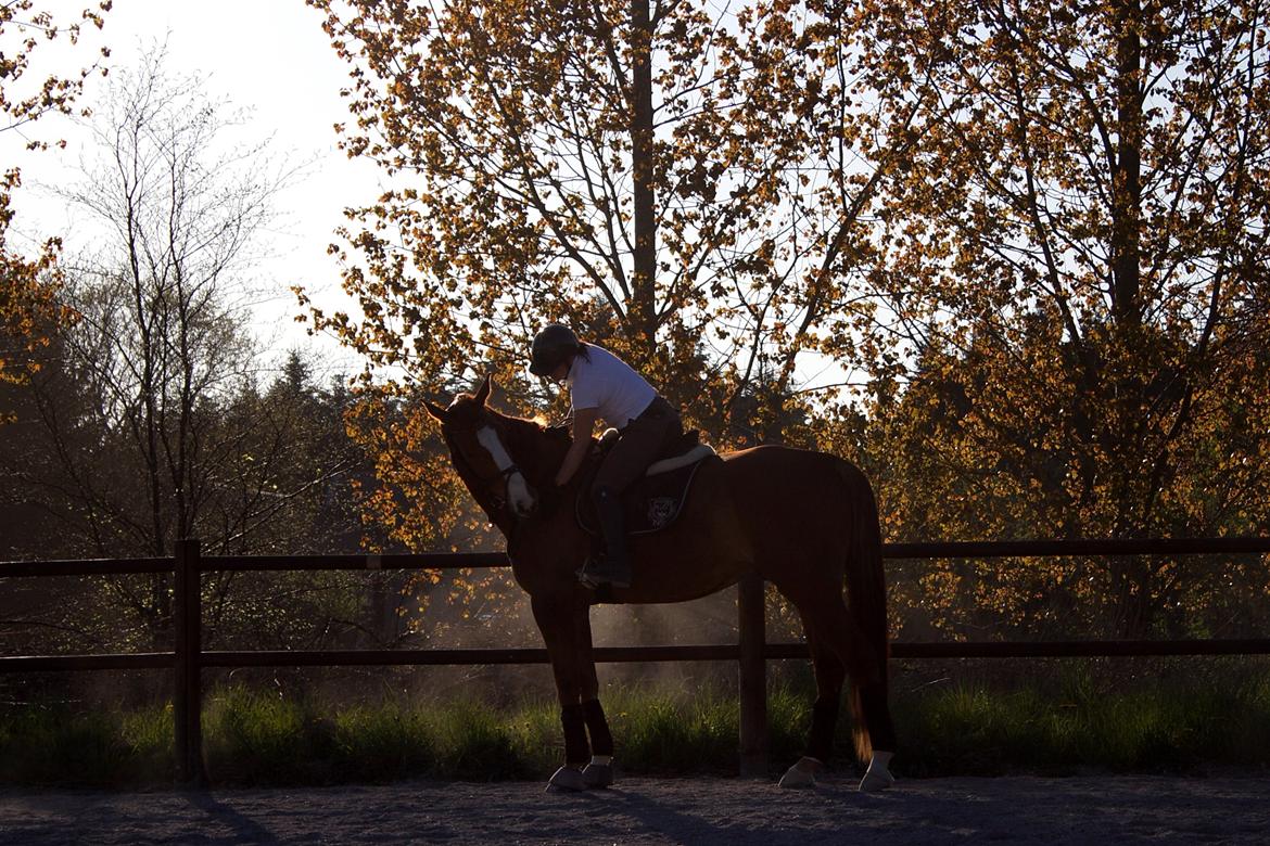 Dansk Varmblod Wegas*R.I.P* billede 5