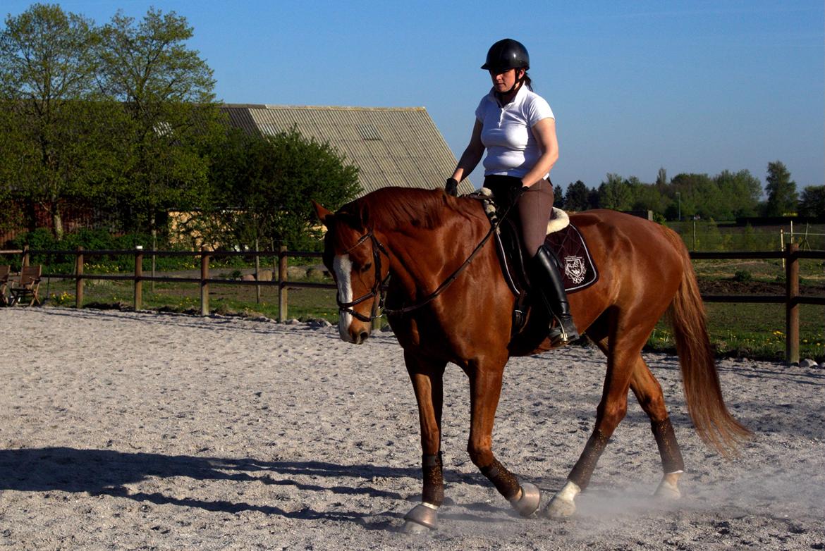 Dansk Varmblod Wegas*R.I.P* billede 8