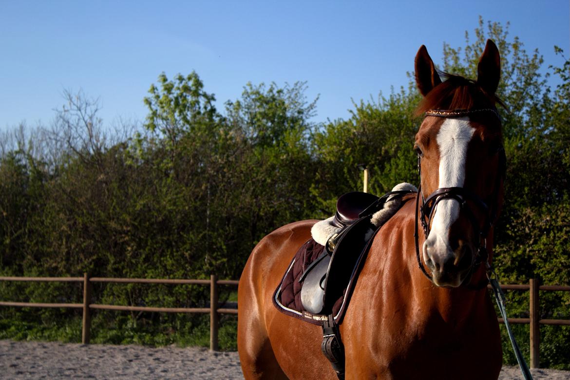 Dansk Varmblod Wegas*R.I.P* billede 11