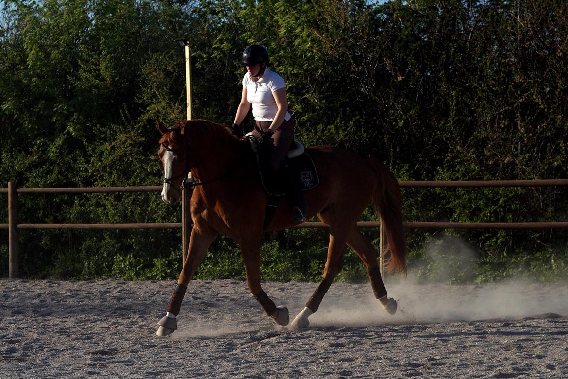 Dansk Varmblod Wegas*R.I.P* billede 6