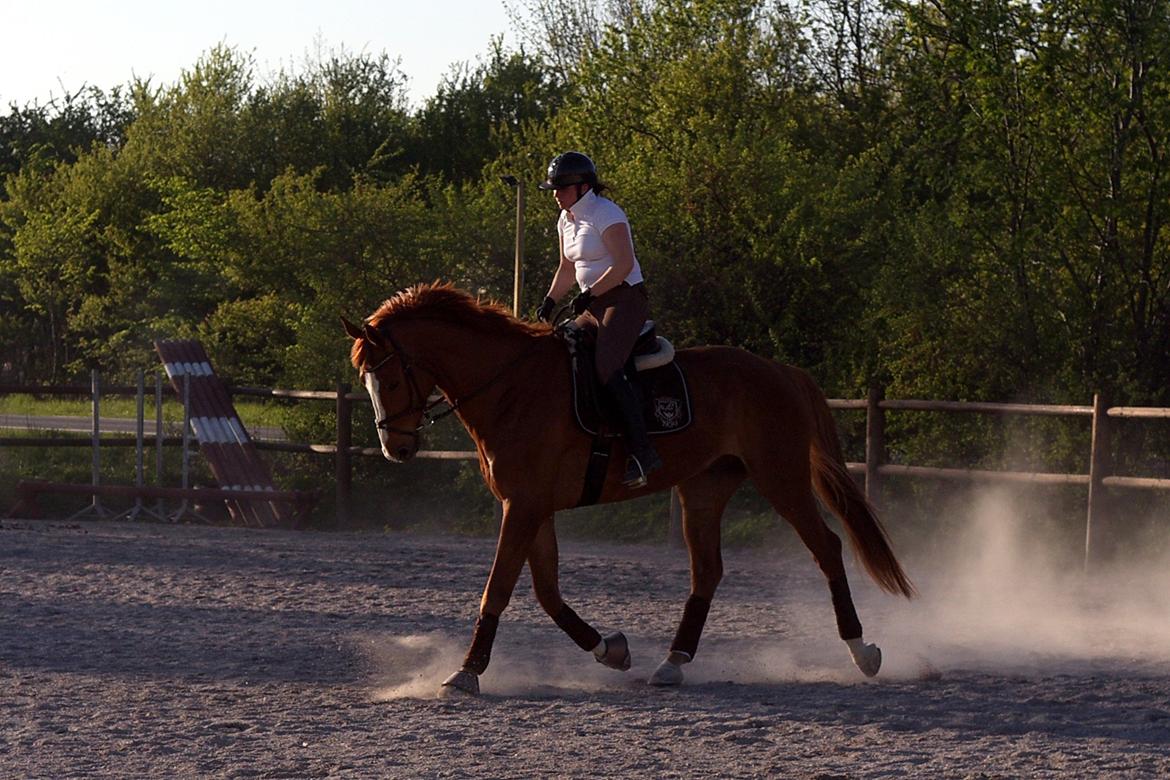 Dansk Varmblod Wegas*R.I.P* billede 4