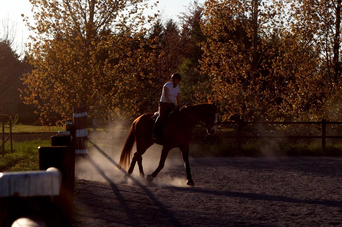 Dansk Varmblod Wegas*R.I.P* billede 3