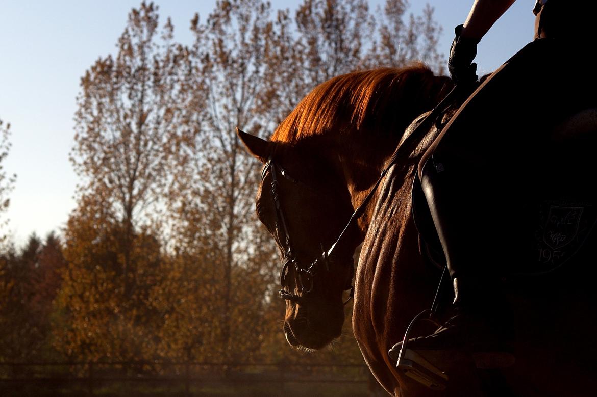 Dansk Varmblod Wegas*R.I.P* billede 1