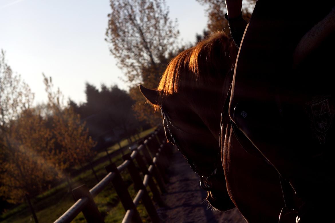 Dansk Varmblod Wegas*R.I.P* billede 17