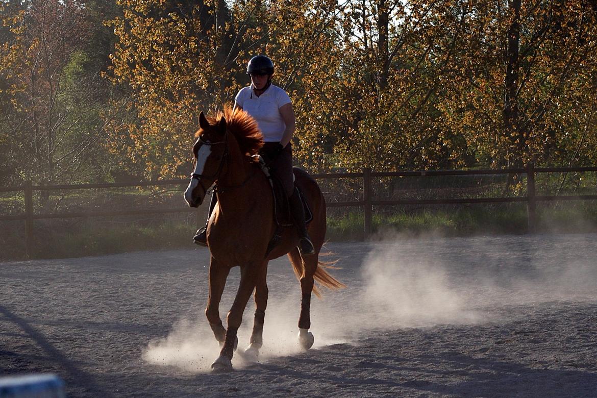 Dansk Varmblod Wegas*R.I.P* billede 15