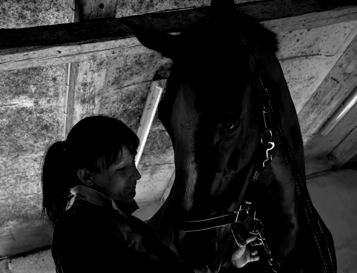 Dansk Varmblod Wegas*R.I.P* billede 2