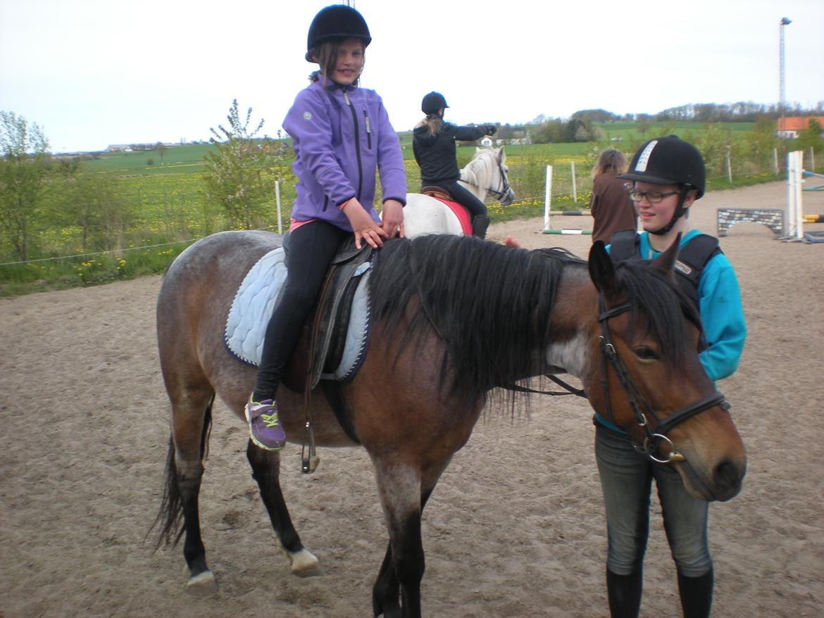 Anden særlig race Siegårds Forglemmigej *Glimmer* 2009-? - Glimmer er lige børnepony for 10 minutters tid xD (Foto af min morfar :P) billede 14