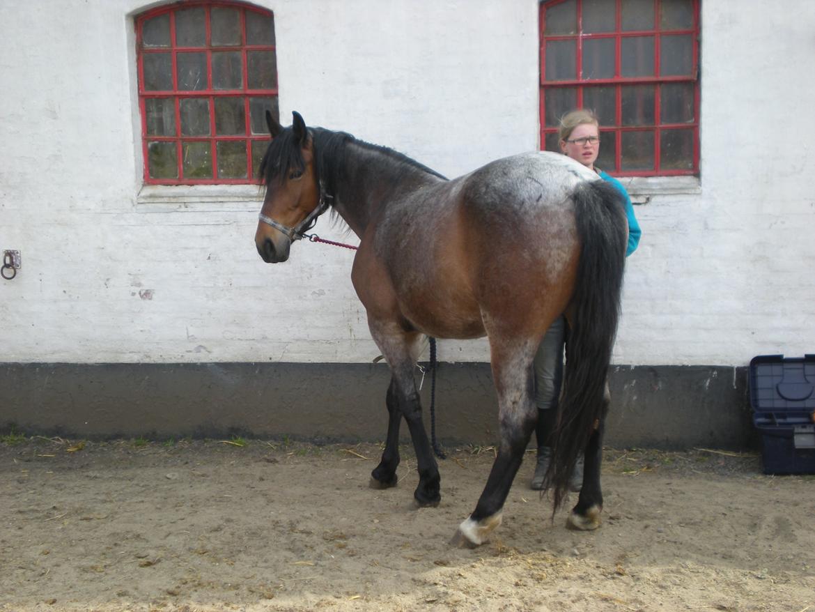Anden særlig race Siegårds Forglemmigej *Glimmer* 2009-? - I år vil Glimmer åbenbart ikke være hvid... for først var hun brun, så begyndte hun at fælde og blev hvid, og så fældede hun lidt mere og blev brun igen :P (Foto af min morfar) billede 19