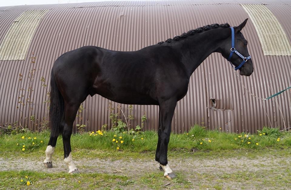 Hollandsk Varmblod Special D Junior billede 3