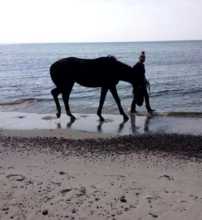 Hollandsk Varmblod Special D Junior billede 15