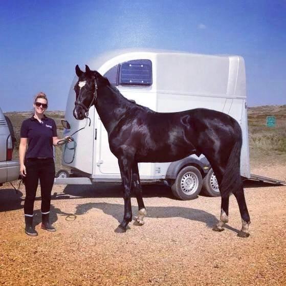 Hollandsk Varmblod Special D Junior billede 16