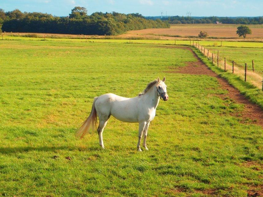 Welsh Pony (sec B) Amigo Cooky billede 2