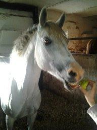 Welsh Pony (sec B) Amigo Cooky billede 5