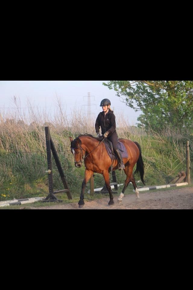 Dansk Varmblod Elektra Lysegård billede 10