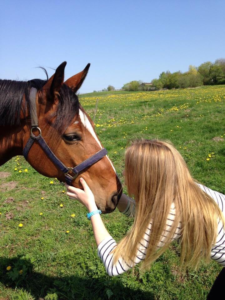 Dansk Varmblod Elektra Lysegård billede 9
